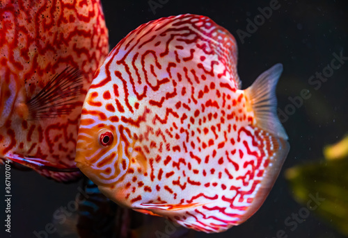 Closeup of a checkerboard red tropical Symphysodon discus fish.