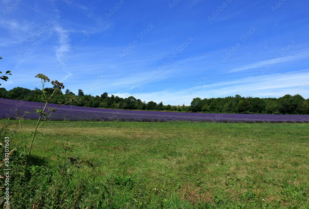 A beautiful landscape scene of the Lavender fields in the Kent Downs