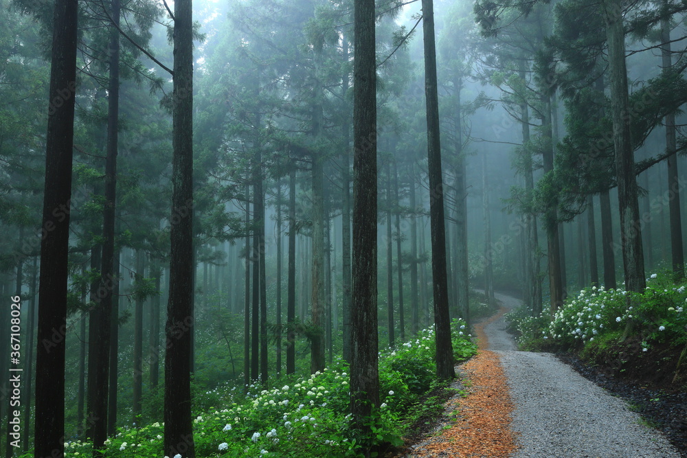 Fototapeta premium 森の紫陽花