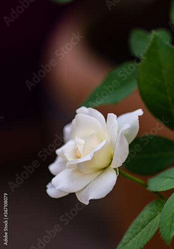 Blooming white rose plant