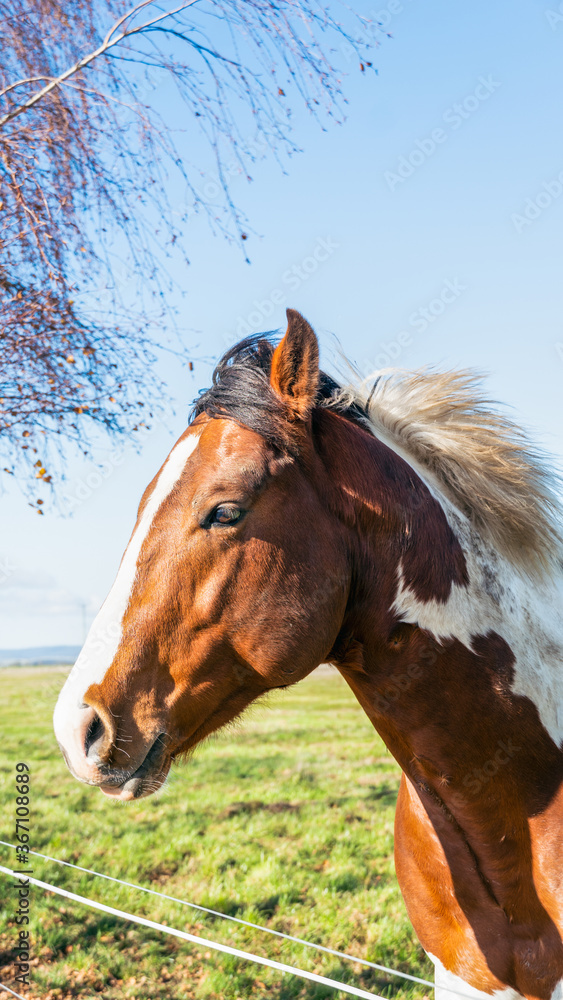 Fototapeta premium brown horse in the field side profile