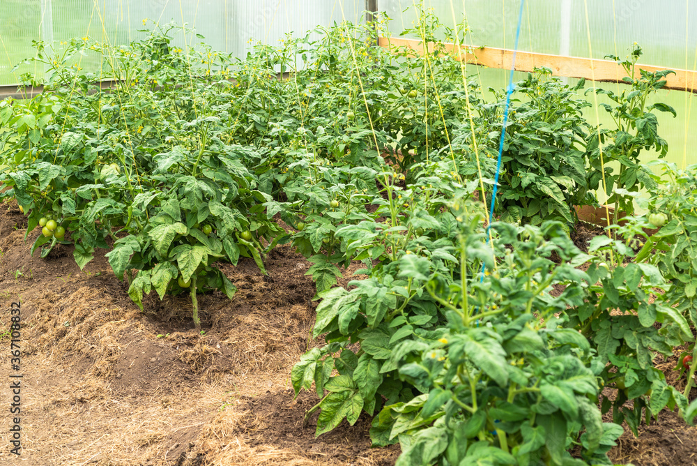 Growing tomatoes in a greenhouse - tomato bushes with green tomatoes on branches in a greenhouse Growing tomatoes in a greenhouse - tomato bushes with green tomatoes on branches in a greenhouse