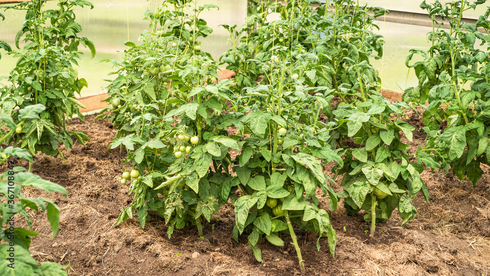 Growing tomatoes in a greenhouse - tomato bushes with green tomatoes on branches in a greenhouse Growing tomatoes in a greenhouse - tomato bushes with green tomatoes on branches in a greenhouse