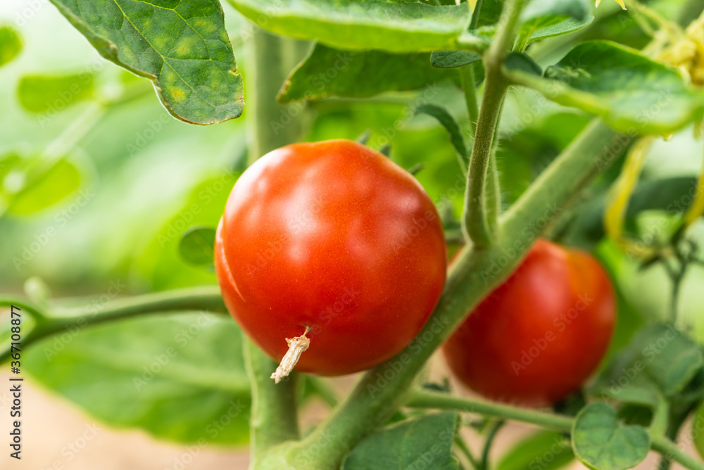 Small red tomatoes ripen on the branches of tomato bushes, close-up Small red tomatoes ripen on the branches of tomato bushes, close-up