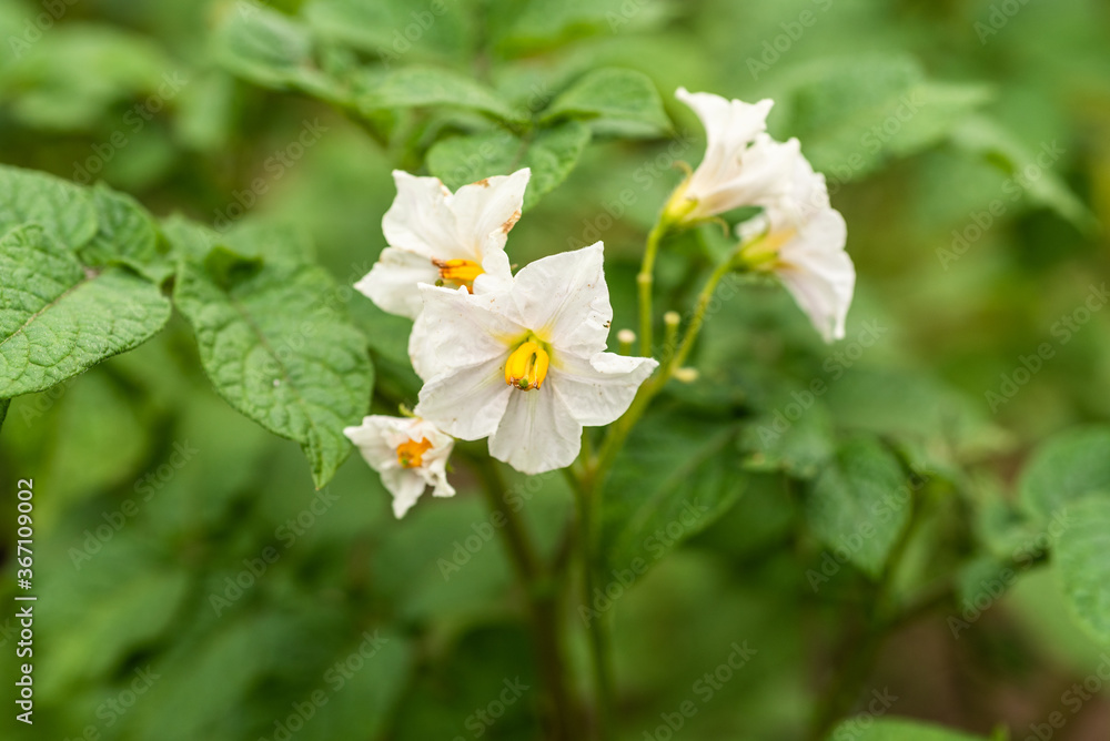 Growing potatoes - branches of growing potatoes with flowers, close-up, macro Growing potatoes - branches of growing potatoes with flowers, close-up, macro