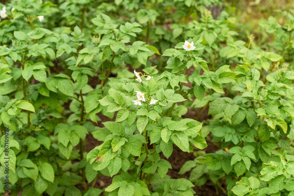 Fototapeta premium Potato cultivation - beds with flowering bushes potatoes on a farm in summer