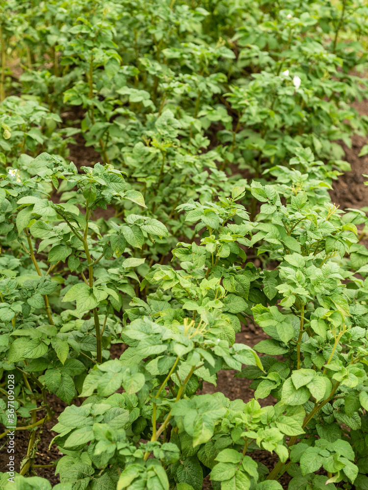 Potato cultivation - beds with flowering bushes potatoes on a farm in summer Potato cultivation - beds with flowering bushes potatoes on a farm in summer