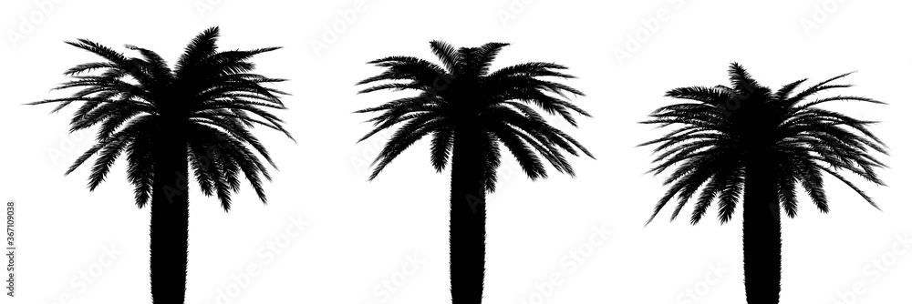 three black silhouettes of tropical plants close up on a white background