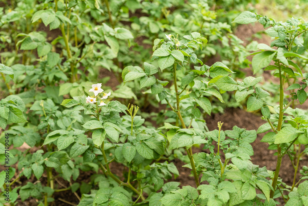 Potato cultivation - beds with flowering bushes potatoes on a farm in summer Potato cultivation - beds with flowering bushes potatoes on a farm in summer