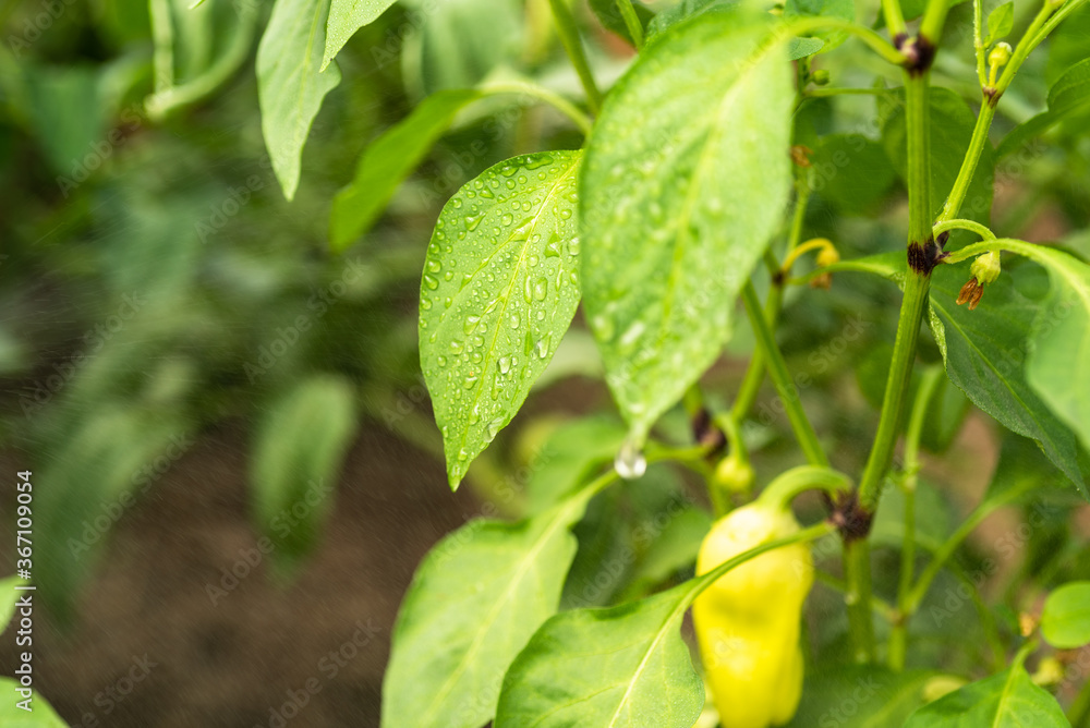 Growing bell pepper - spraying bell pepper bushes with water, drops of water on bell pepper leaves close-up Growing bell pepper - spraying bell pepper bushes with water, drops of water on bell pepper leaves close-up