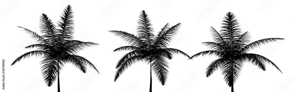 three black silhouettes of tropical plants close up on a white background