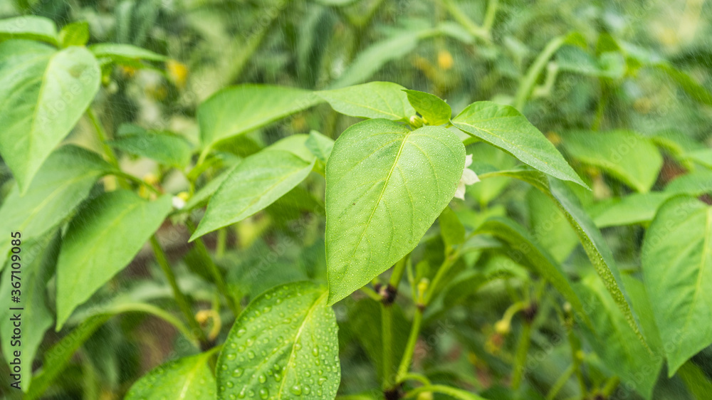 Growing bell pepper - spraying bell pepper bushes with water, drops of water on bell pepper leaves close-up Growing bell pepper - spraying bell pepper bushes with water, drops of water on bell pepper leaves close-up