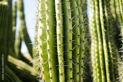 close up of green spiky cactus during the day