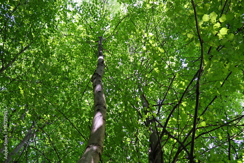 Fototapeta Naklejka Na Ścianę i Meble -  las