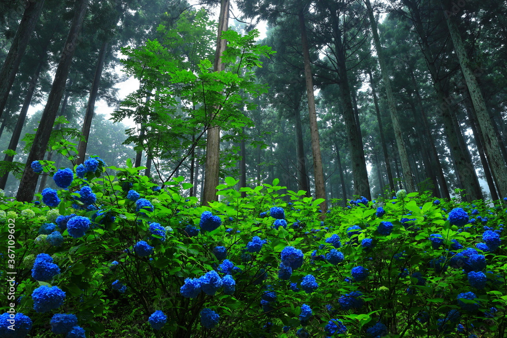森の紫陽花 森の紫陽花