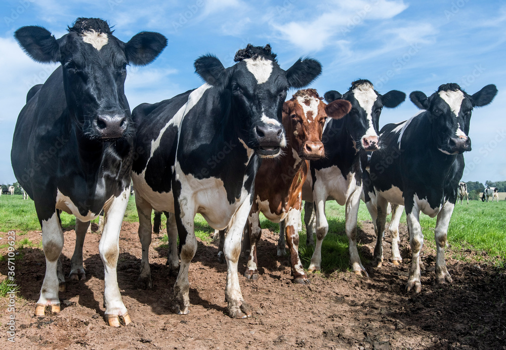 Herd of cows on an English farm 