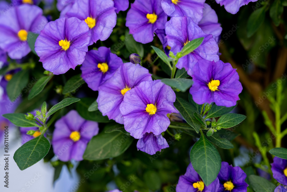 Macro image of spring lilac violet flowers, abstract soft floral background with green plants

