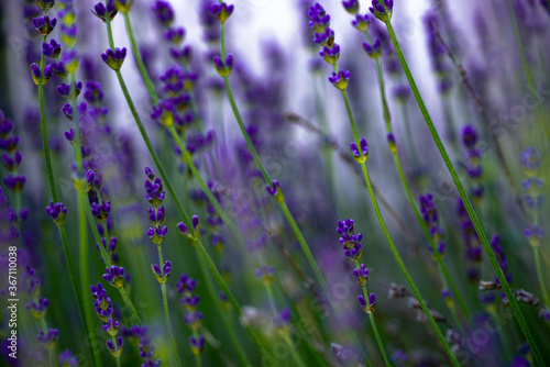 Field of Lavender flowers, Lavandula angustifolia, Lavandula officinalis (Macro shot / close up) - Deep purple colour (Wallpaper)