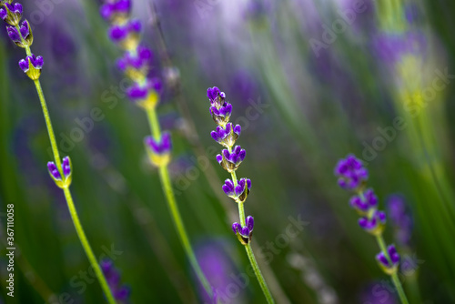 Fototapeta Naklejka Na Ścianę i Meble -  Field of Lavender flowers, Lavandula angustifolia, Lavandula officinalis (Macro shot / close up) - Deep purple colour (Wallpaper)