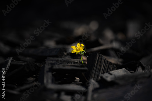 Yellow flower growing out of some black bark mulch in a German garden, Wallpaper/Macro Shot

