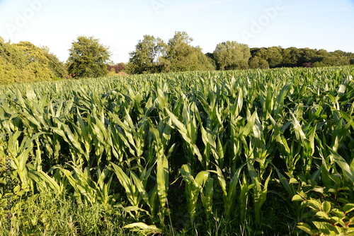 Maisfeld bei Bad Bederkesa photo