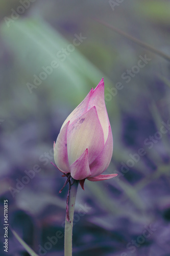 Beautiful lotus buds in the lake.Nelumbo nucifera, also known as Indian lotus, sacred lotus, bean of India, Egyptian bean or simply lotus, is one of two extant species of aquatic plant in the family photo