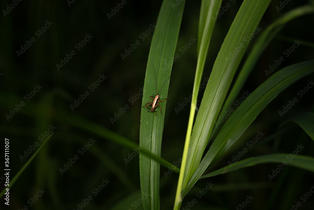 Grasshopper is sitting (Caelifera) on a leaf Macro Photography in a German forest Grasshopper is sitting (Caelifera) on a leaf Macro Photography in a German forest