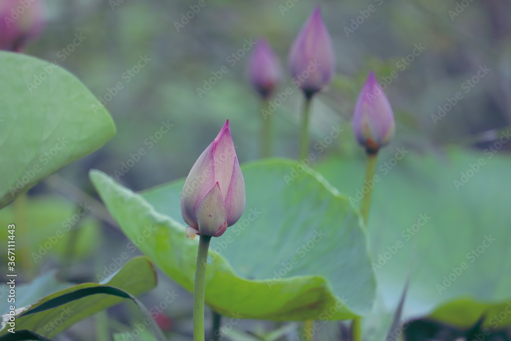 Beautiful lotus buds in the lake.Nelumbo nucifera, also known as Indian lotus, sacred lotus, bean of India, Egyptian bean or simply lotus, is one of two extant species of aquatic plant in the family