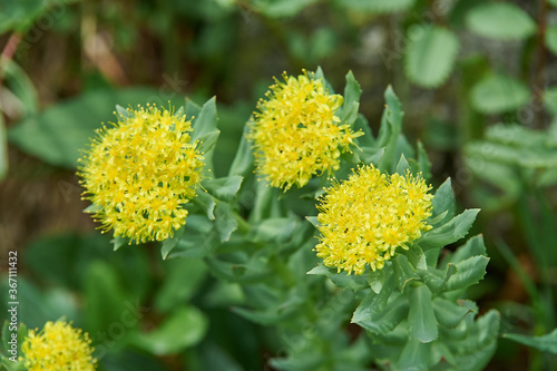 Rhodiola rosea photo