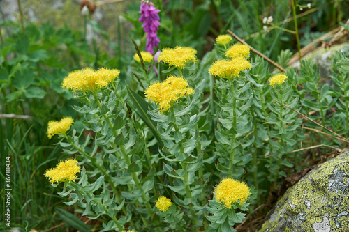 Rhodiola rosea photo