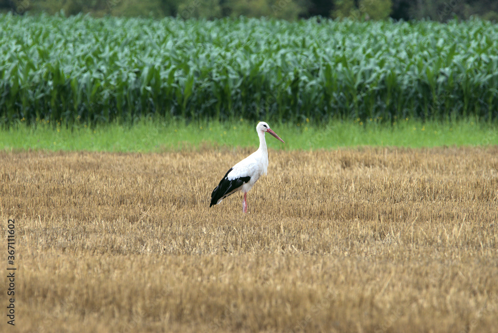 Fototapeta premium Storch steht in einer Wiese