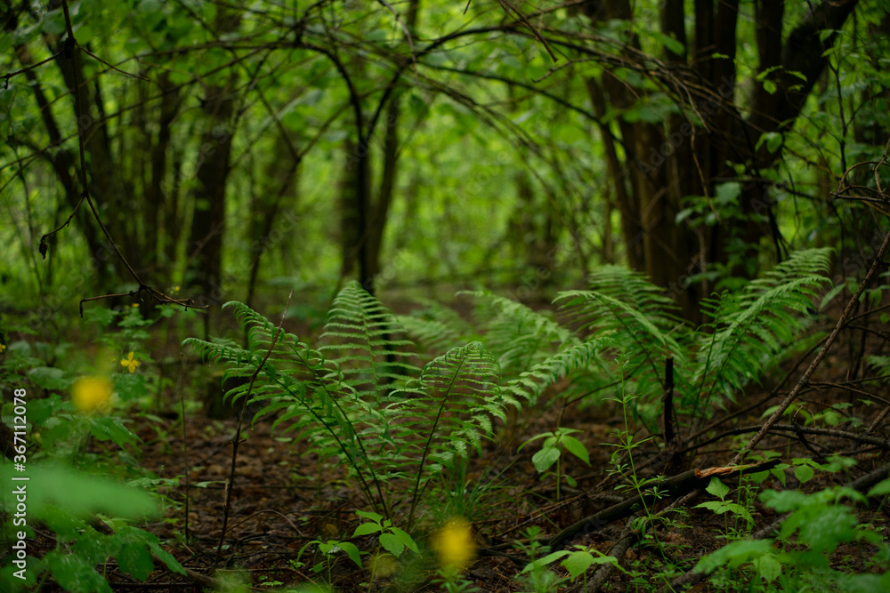 Fototapeta premium Wild fern grows in a forest under trees in summer