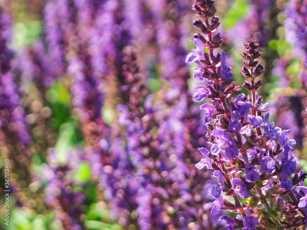 Obraz premium Field of clary sage in the early morning, before the sunrise. Provence, France. Beautiful purple sage flowers blooms in the summer meadow. Flower background