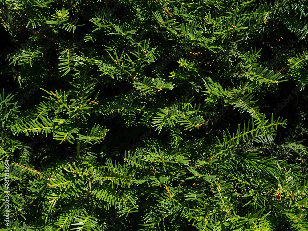 Background of Christmas tree branches. nature natural background branches of thuja, pine as a substrate for design Background of Christmas tree branches. nature natural background branches of thuja, pine as a substrate for design