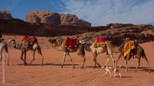 Camels - Wadi Rum © Paul