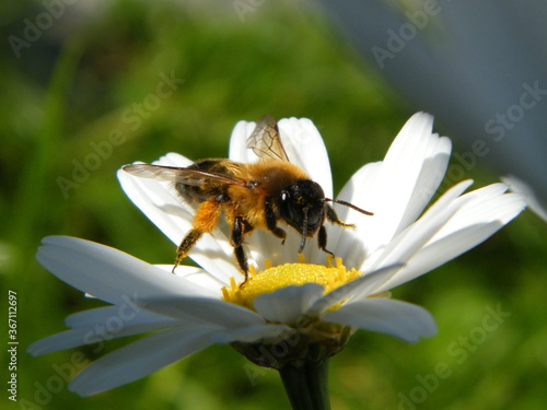 Biene mit Pollen auf einer Blüte