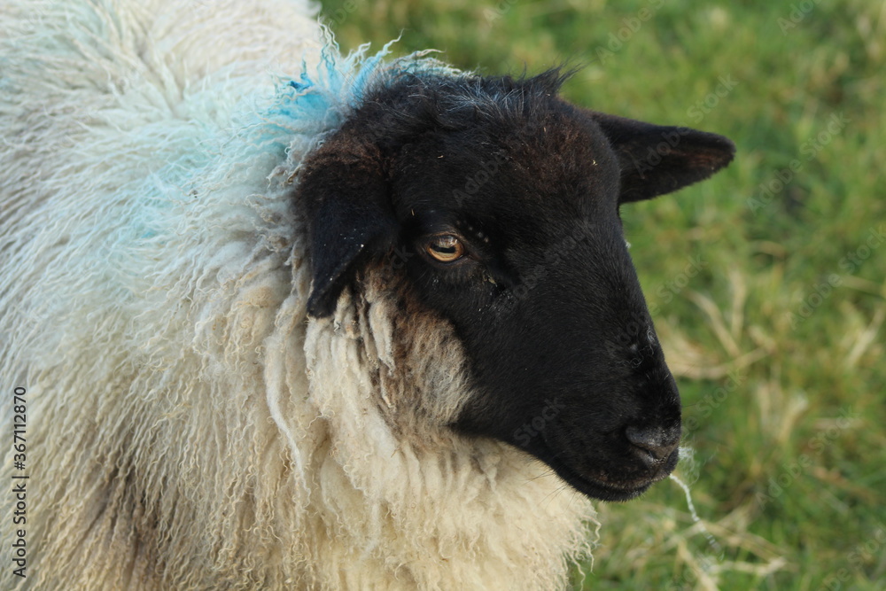 Side profile of Suffolk breed lamb Side profile of Suffolk breed lamb