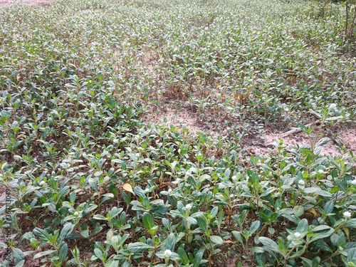 field of flowers