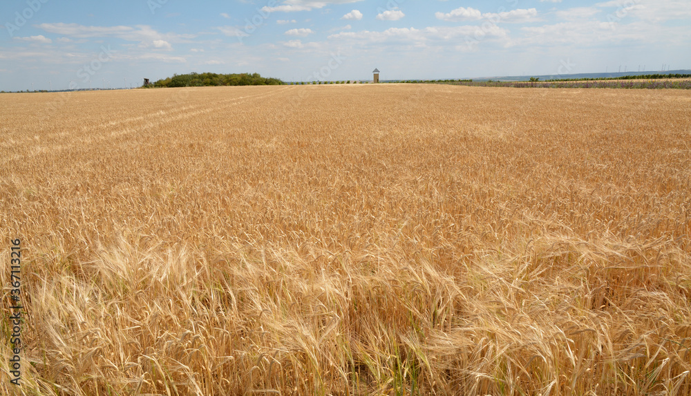 Fototapeta premium getreidefeld in rheinhessen