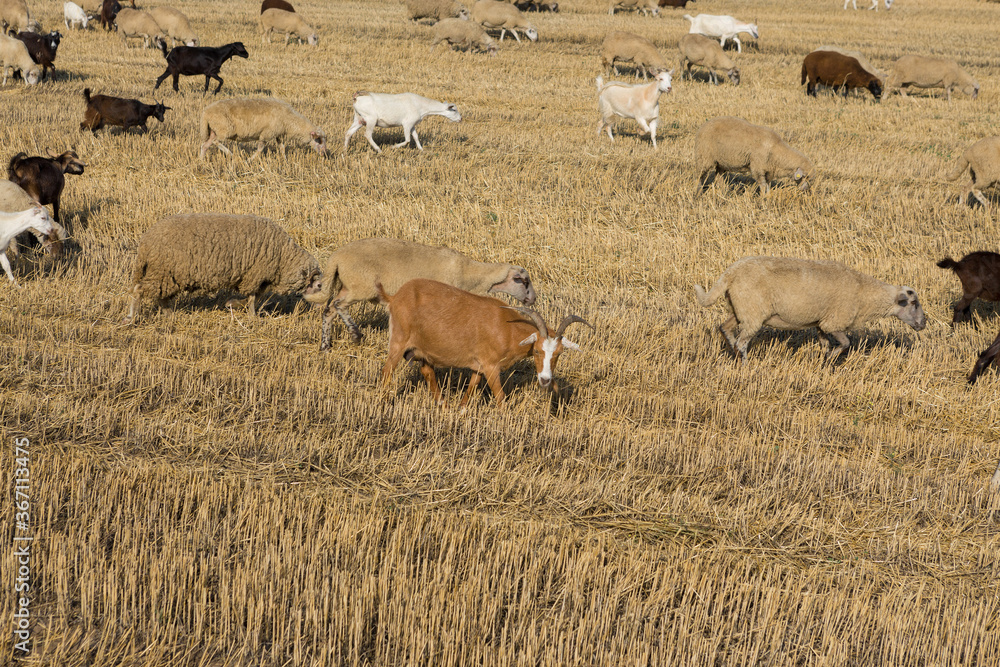 A herd of goats graze on a mown field after harvesting wheat. Large round bales of stacks. A herd of goats graze on a mown field after harvesting wheat. Large round bales of stacks.
