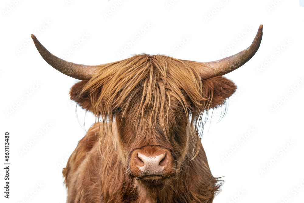 highland cow on white background, headshot  - obrazy, fototapety, plakaty 