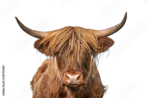 highland cow on white background, headshot 