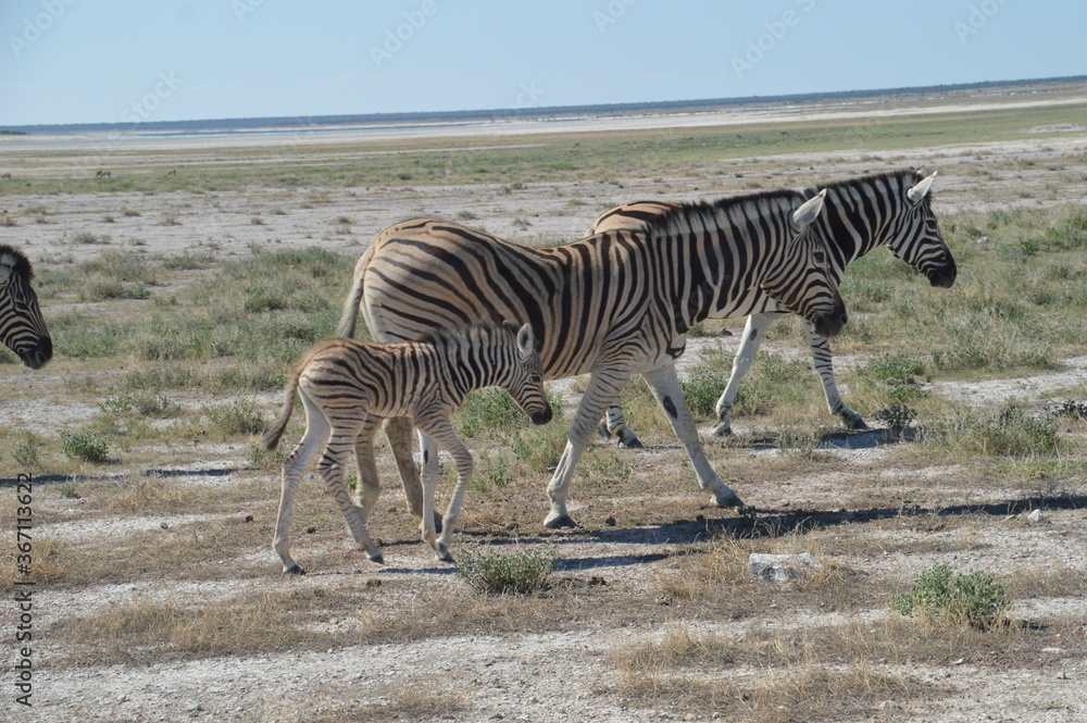 Naklejka premium A herd of African Zebras with their foals in Etosha National Park, Namibia