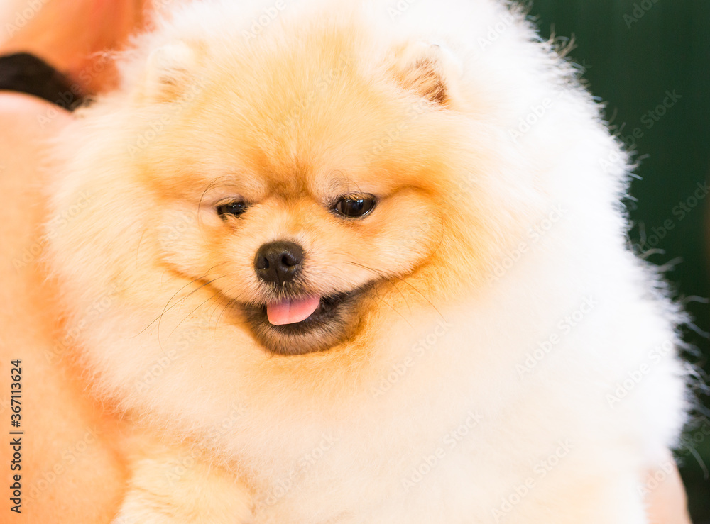 Portrait of fluffy Pomeranian dog