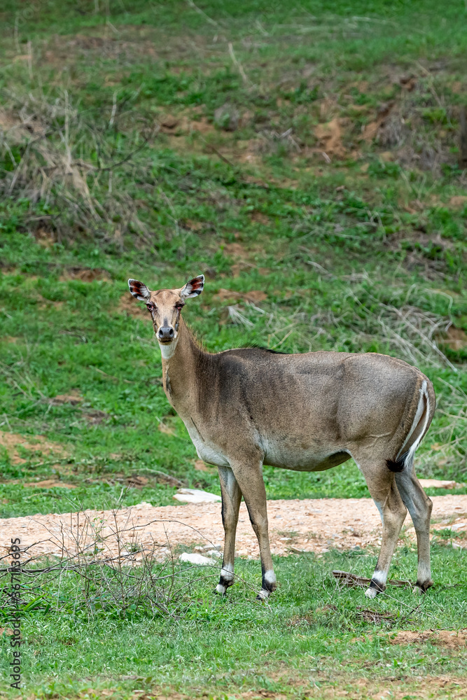 infected eyes female nilgai or blue bull or Boselaphus tragocamelus portrait in natural green monsoon season at jhalana forest or leopard reserve jaipur rajasthan india infected eyes female nilgai or blue bull or Boselaphus tragocamelus portrait in natural green monsoon season at jhalana forest or leopard reserve jaipur rajasthan india