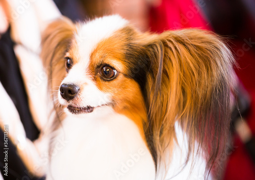 beautiful fluffy continental toy spaniel falen dog