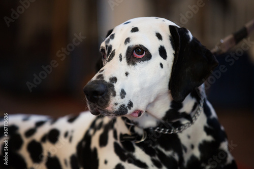 Portrait of thoroughbred Dalmatian dog © caftor