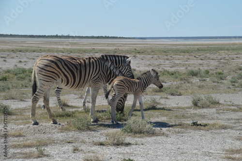 A herd of African Zebras with their foals in Etosha National Park  Namibia