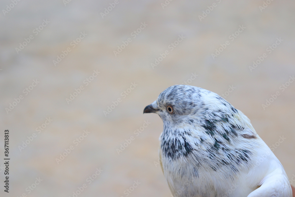 Close up shot of beautiful pigeon bird, Pigeon close up Close up shot of beautiful pigeon bird, Pigeon close up