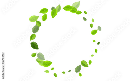 Mint Leaf Fresh Vector Concept. Tea Leaves 